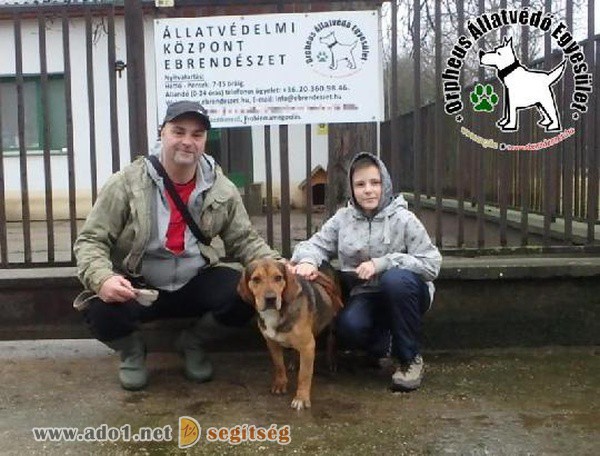 Állatbarátok Szja egyszázalék felajánlásának is köszönhetően szerető Gazdihoz került Andro