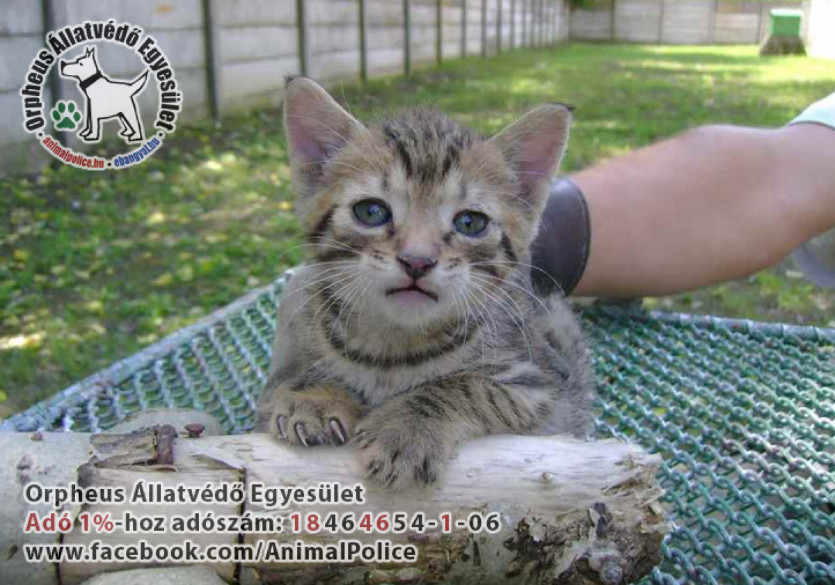 Galéria / Cica gazdikereső, adó 1% támogatás