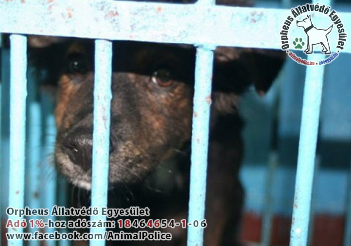 Kutya örökbefogadás