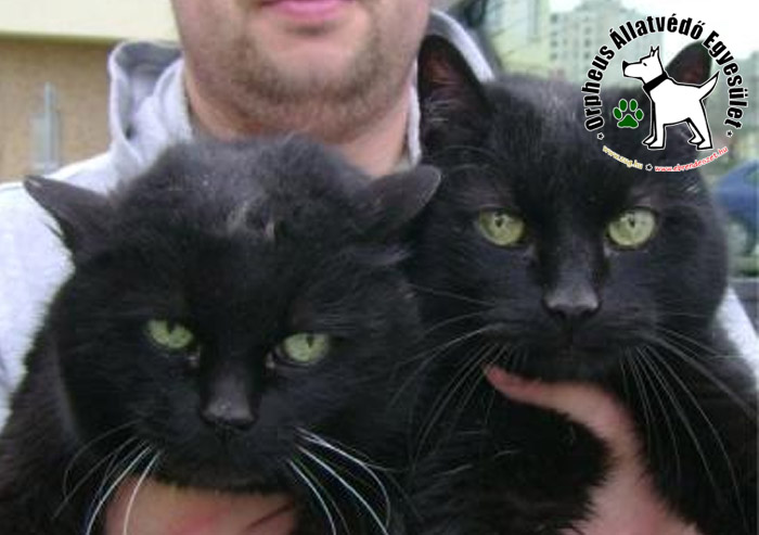 A tíz év feletti, fekete, nõstény macska társával együtt az Orpheus Állatvédõ Egyesülethez került, ahol a sikeres gazdakeresõ program révén, az állatokat egy macskabarát örökbe fogadta