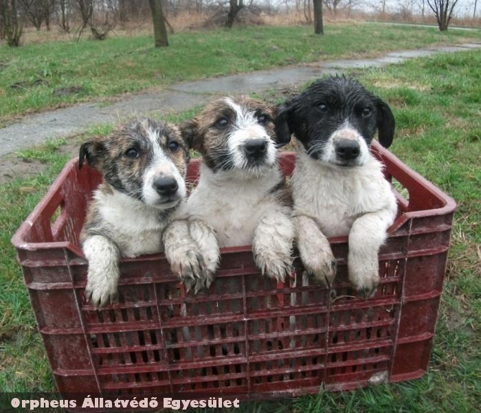 Hideg esõben, az út szélre dobták a kölyök kutyacsaládot - adó 1% felajánlásával segítheti Ön is az állatok megmentését!