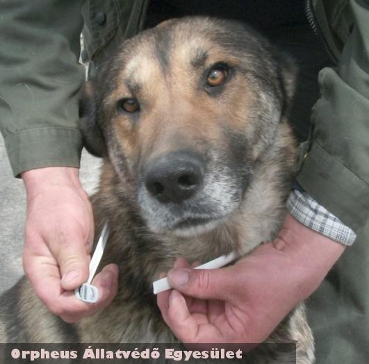 Az Orpheus Állatvédõ Egyesület a telep kutyáit rendszeresen parazitáktól mentesíti
