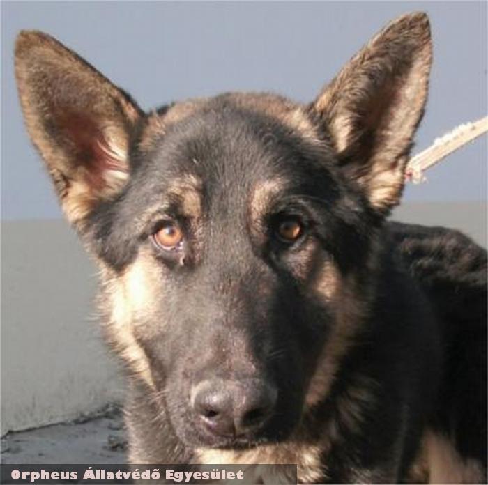 Hovit, a németjuhász kutyust az Orpheus Állatvédõ Egyesület tette rendbe, és adta szeretõ gazdihoz