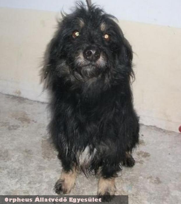 Zozo kutya megmenekült - állatmentõ Orpheus Állatvédõ Egyesület