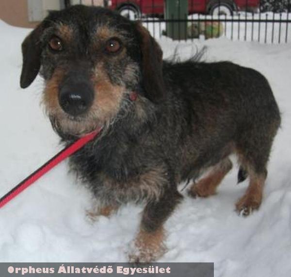 Miso kutyát az Orpheus Állatvédõ Egyesület állatmentõ csapata mentette meg