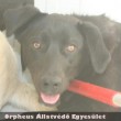 Labrador jellegû, közepes testû, nyugodt, kan kutya állatbarát gazdihoz került