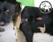 Állatkínzás elleni küzdelem - adó 1% támogatás állatvédelemre