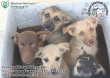Kölyök kutyák megmentése, adó 1% támogatás állatvédelemre