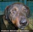 Brúnót az Orpheus Állatvédõ Egyesület meggyógyította, majd gazdit talált a kaukázusi-rotweiler keverék kutyusnak