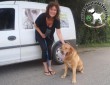 Az állatbarátok által felajánlott adóegyszázalékoknak köszönhetően Kokó szerető Gazdihoz került