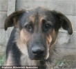 Pajkos kutyát egy kedves családnak adtuk örökbe! Támogassa a kutyamentést adója egy százalékával!