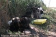 Nádasba dobált kutyakölykök mentése 