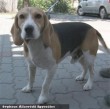 Santos a beagle kutyus az Orpheus Állatvédõ Egyesület által került szeretõ gazdihoz