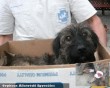 Körte kutyát autó gázolta, az Orpheus Állatvédõ Egyesület rendbe hozta, gazdáját felkutattuk, biztonságba került