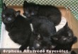 Egy lépcsõház udvarában született testvéreivel ez a fekete cicus. Állatbarátok fogták be és szállították õket az ebrendészetre, ahol pár napon belül gazdára is találtak