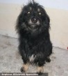 Zozo kutya megmenekült - állatmentõ Orpheus Állatvédõ Egyesület