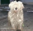 Mexi kutya visszakerült gazdájához - állatmentõ Orpheus Állatvédõ Egyesület