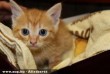 Cicamentés: Vöri cica az Orpheus Állatvédõ Egyesület révén menekült meg