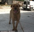 Oroszlán kutya az Orpheus Állatvédõ Egyesület révén menekült meg